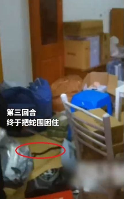 网购榴莲开箱拆出1公尺蛇 男子吓到“以后不买了”