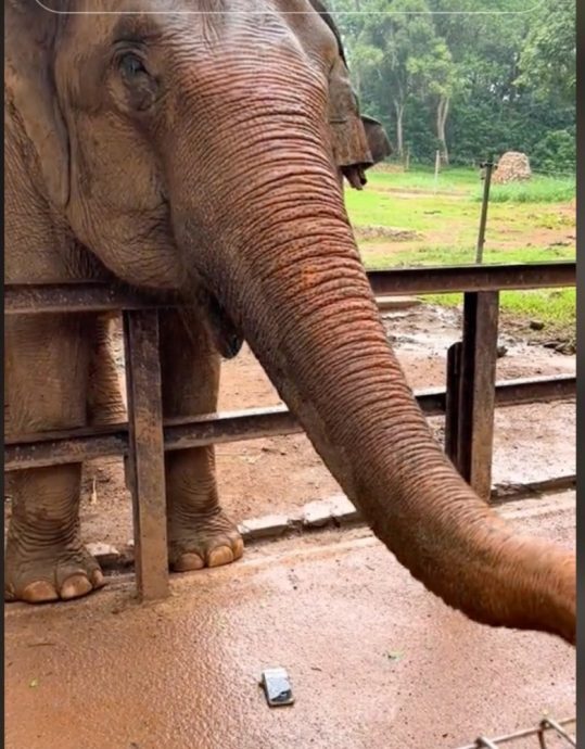 視頻|太餓？還是生氣了？ 動物園大象“沒收”遊客手機