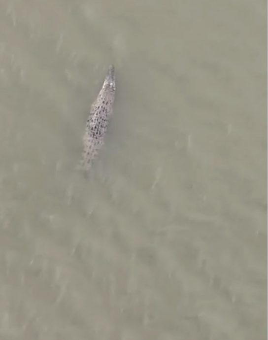 證沙亞南湖邊公園鱷魚出沒 野生動保局拍下1分鐘畫面 