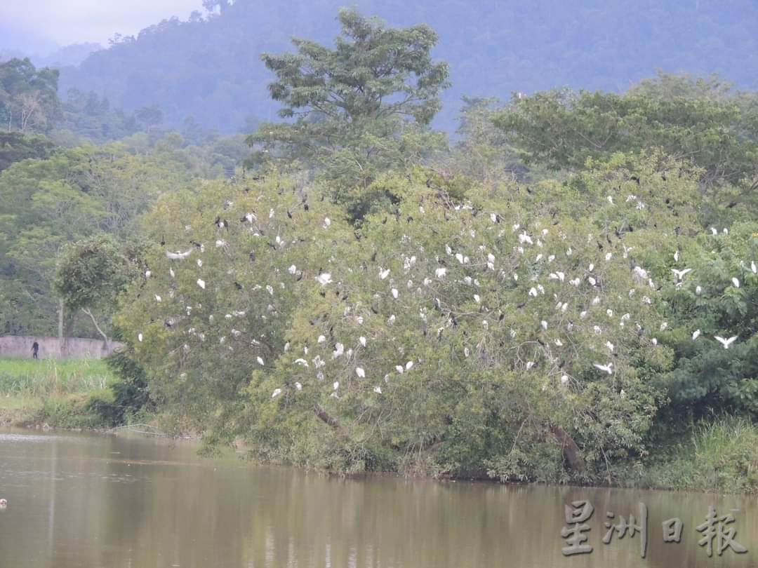 躍身棲息地 傍晚百鳥歸巢 紅毛丹集水池黑白鷺雲集