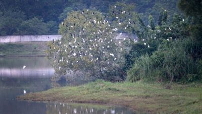 兵如河集水池成留宿“旅馆”   黑白鹭 百鸟翩跹