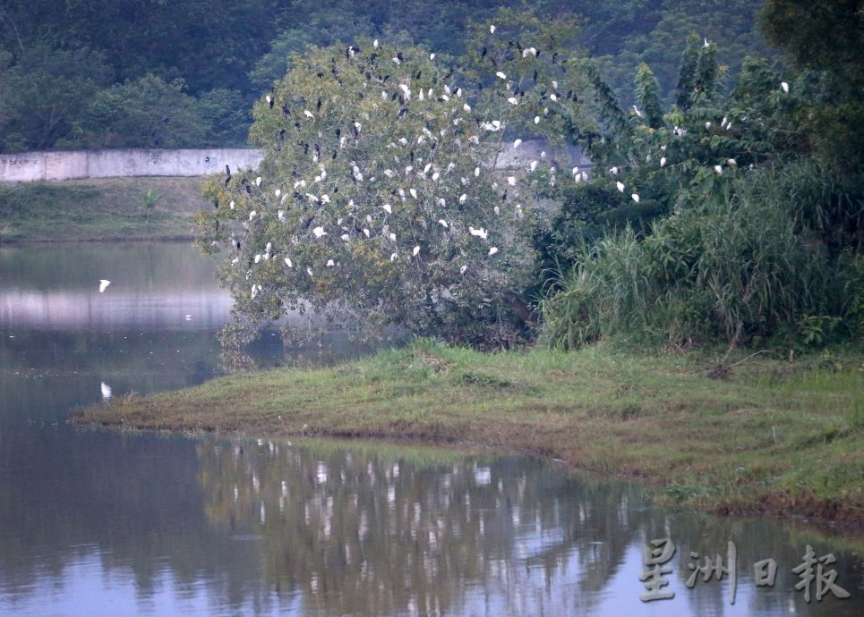 躍身棲息地 傍晚百鳥歸巢 紅毛丹集水池黑白鷺雲集