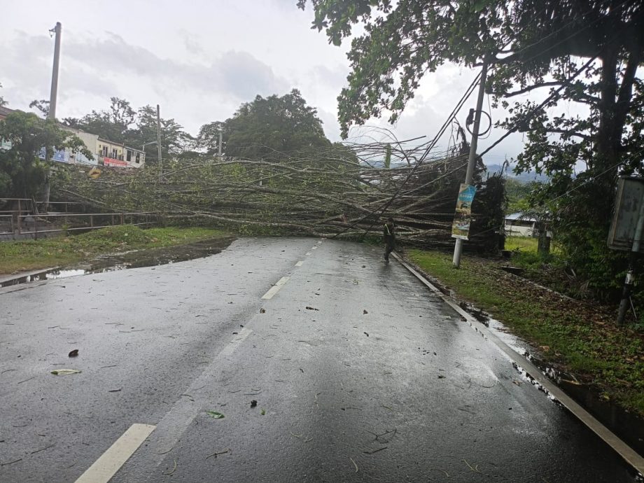 霹多地樹倒  消拯局單日接17宗投報