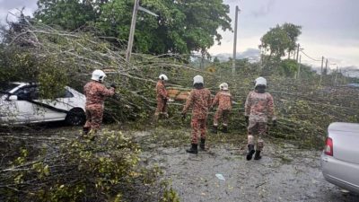 霹多地樹倒  消拯局單日接17宗投報