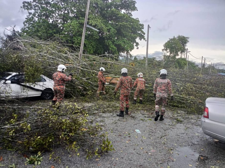 霹多地树倒  消拯局单日接17宗投报