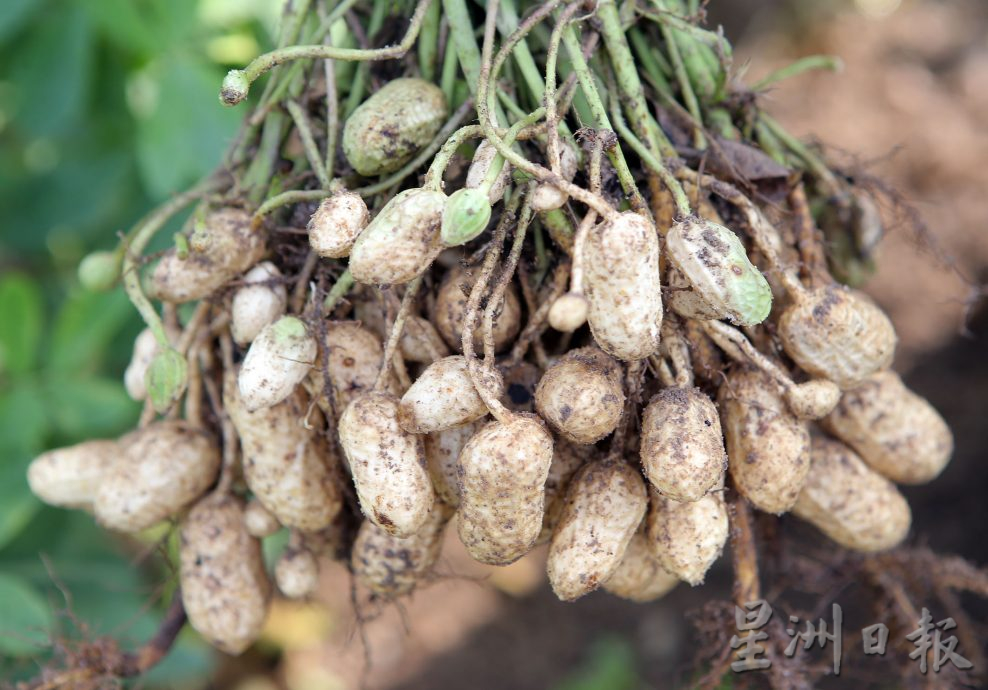 霹：4日见报／封底主文／它的诞生| 花生从农地到餐桌 粒粒皆辛苦