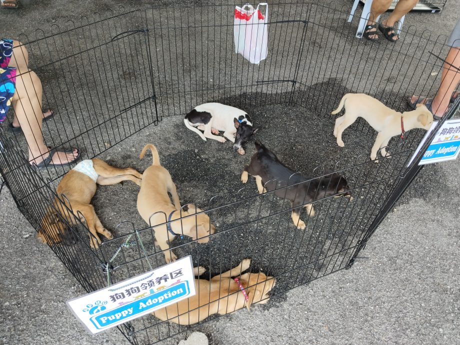 黄诗情：致力解决流浪犬问题 “浪爱同行”推动狗狗绝育