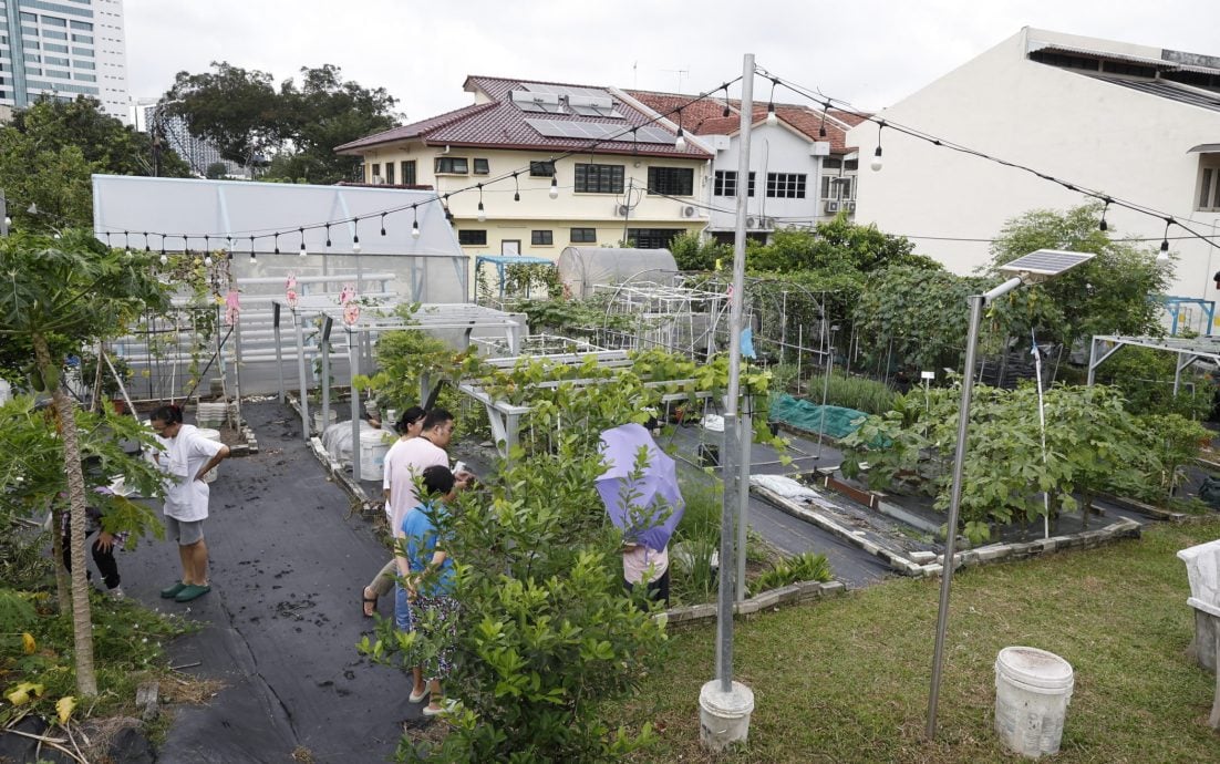 （11日見報）大都會-綠意盎然/靈市19區菜園