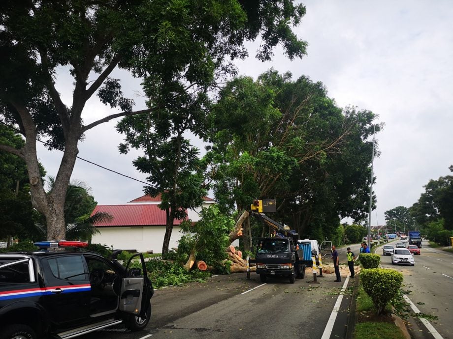 （古城封面主文）樹倒引起晉巷交通嚴重阻塞  車龍來回3公里 學生上班族遲到