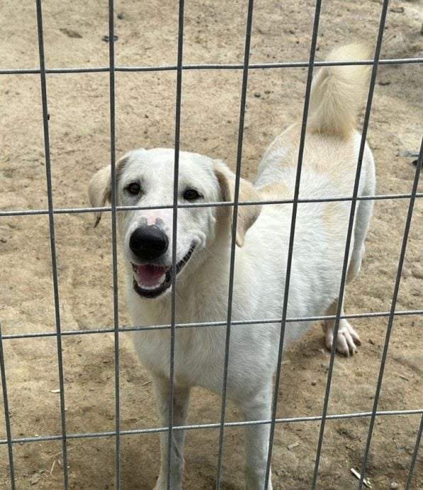 （古城封面主文）甲動物福利協會冀市議會延長搬遷期限 批臨時執照原地養狗