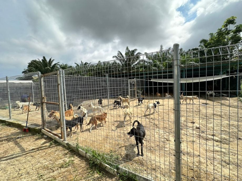 （古城封面主文）甲動物福利協會冀市議會延長搬遷期限 批臨時執照原地養狗