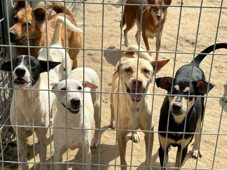 （古城封面主文）甲動物福利協會冀市議會延長搬遷期限 批臨時執照原地養狗