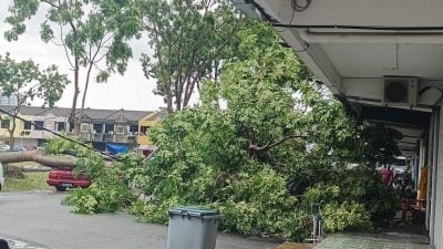 强风来袭   大树扯断电灯柱压车