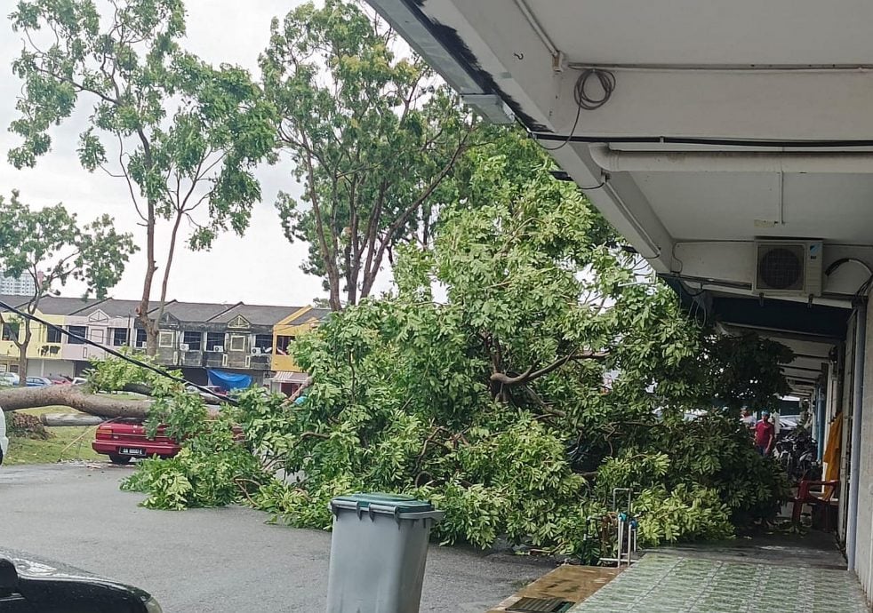 （古城封面副文）强风来袭·大树扯断电灯柱压车