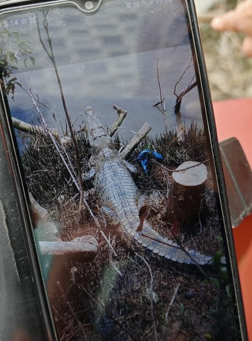 （古城封面副文）鱷魚再次出沒馬六甲河，劉志俍擔心階級成為鱷魚上岸地點