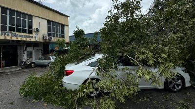 北海珍卡轻工业区 狂风吹袭树倒毁4车