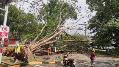 狂風暴雨再襲大年   一天逾20樹被吹倒