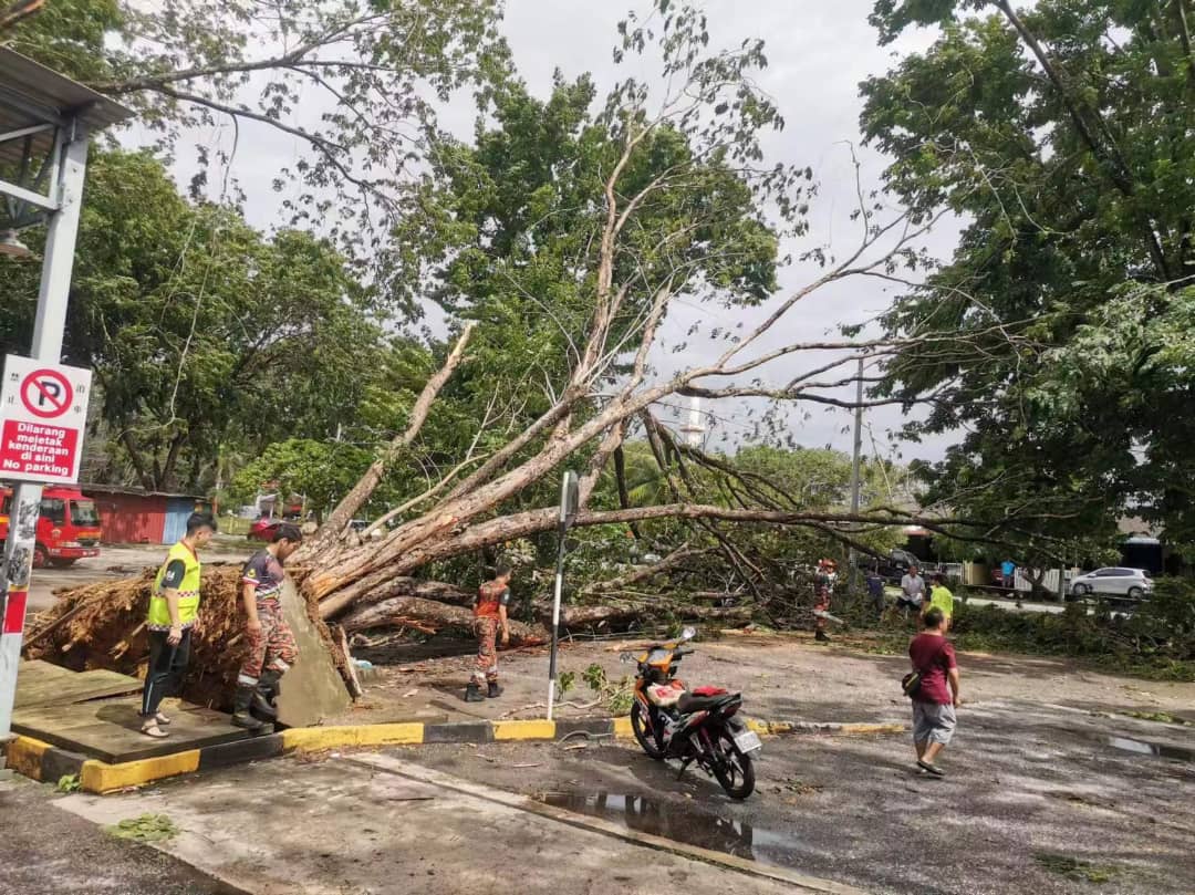 （大北马）午后一场狂风暴雨再度侵袭双溪大年至少有20棵大树倒下需劳动义消队到场清理