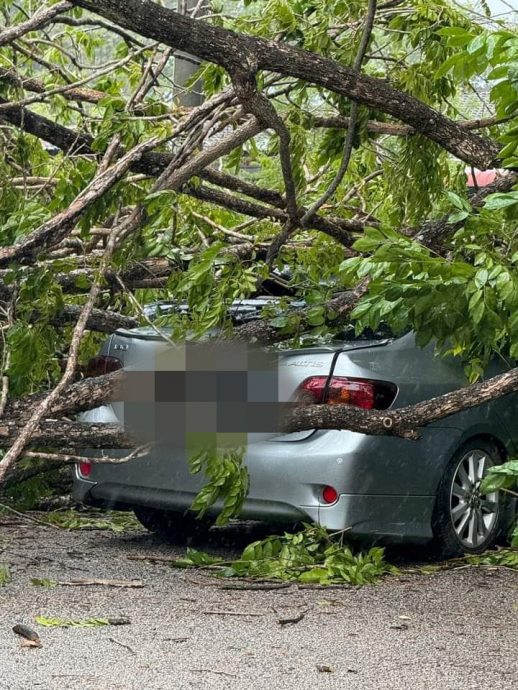 （大北马）午后一场狂风暴雨再度侵袭双溪大年至少有20棵大树倒下需劳动义消队到场清理