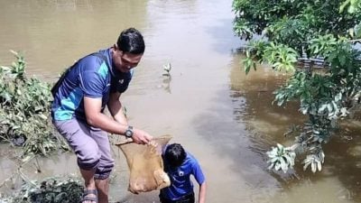 水災浮現大量魚蝦   水消退村民忙捕勞