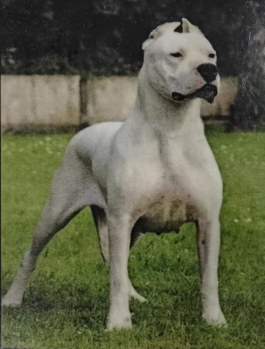 （大北馬）禁止飼養的7種犬種狗