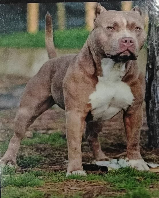 （大北馬）禁止飼養的7種犬種狗