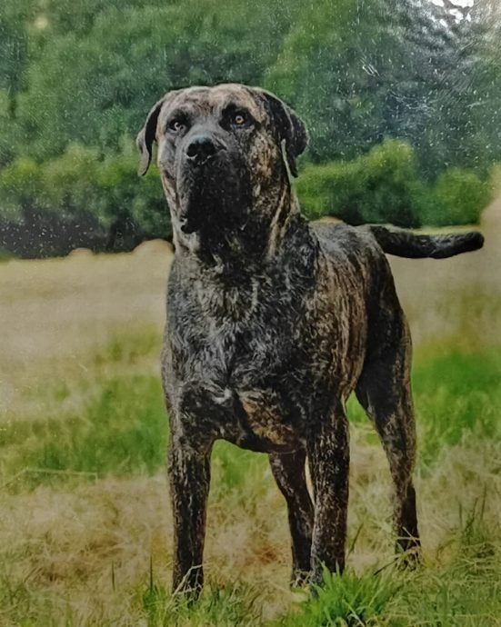 （大北马）禁止饲养的7种犬种狗