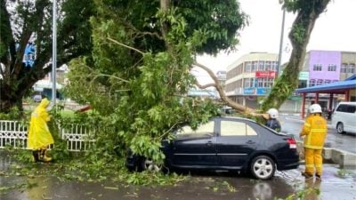 3大樹倒塌  加亨志消隊緊急清理