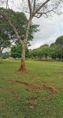 【民生特工隊】：接二連三肇轎車撞入公園事件，晨運客怕怕