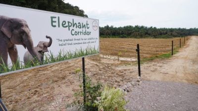 巴羅設野象走廊供覓食   陳泓縑：人象共存保障永續環境