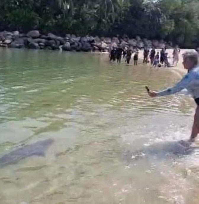 （已簽發）柔：獅城二三事：聖淘沙現2鯊魚　弄潮兒驚嚇跑上岸