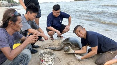 边佳兰民众助回归大海 惟受伤海龟仍死亡