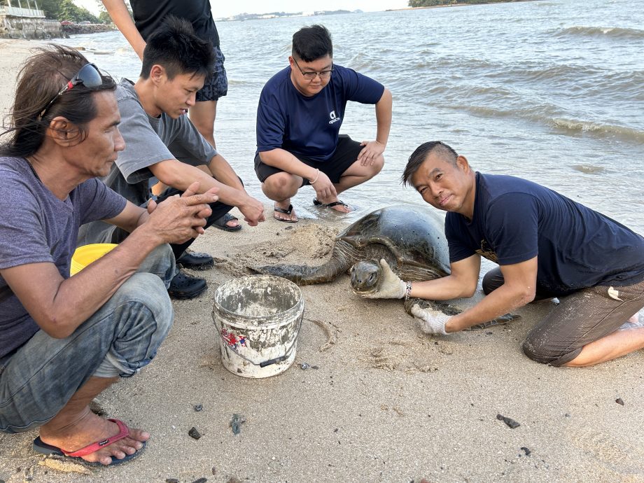 （已签发）柔：边佳兰民众助回归大海，惟受伤海龟仍死亡