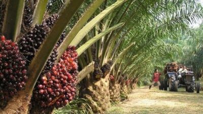 棕油局：增产没增种植面积  钻研优质油粽品种