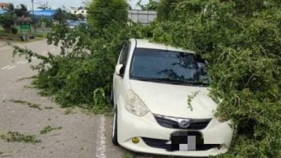 五间店新村树倒压车   所幸没有人命伤亡