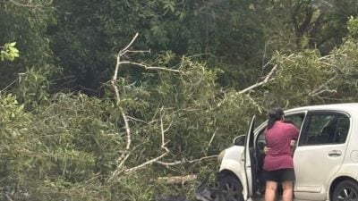 美里狂風暴雨 . 多區樹倒 阻礙交通