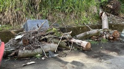 砍倒树 残桠没清走   业者不满市厅没手尾