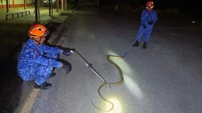 闯组屋区藏水沟．眼镜王蛇遭生擒