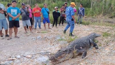 長4公尺出沒大溝．大鱷遭村民射殺