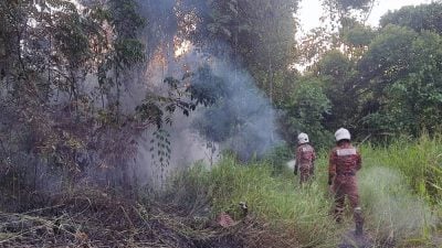 森林野火及時澆滅 草地樹木被燒焦