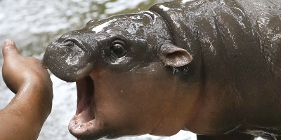 Thailand’s adorable pygmy hippo Moo Deng has the kind of face that launches a thousand memes