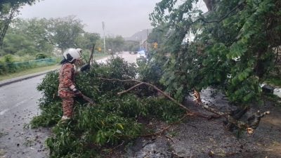 消拯局首7月全國接2575宗樹倒投報