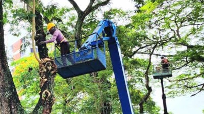 胡智胜：危险无法救治 浮罗池滑多区修剪砍树