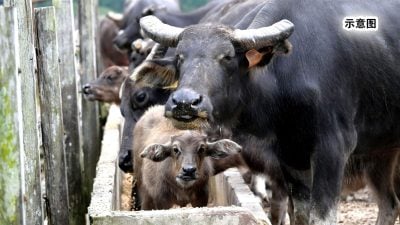 干涉已婚女遭土著法庭罰 “拿督”賠3頭水牛3千令吉