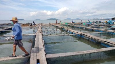 大漲潮逢暴風雨不敢輕視 高淵海上養魚場 綁緊魚棚