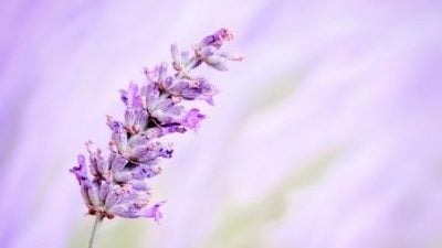 林雨兒·薰衣草的花語