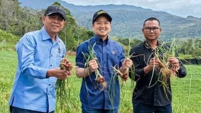 滿足國內需求 農糧部在沙推廣種紅蔥