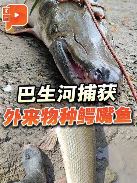 巴生河捕获鳄嘴鱼 当局忧外来物种破坏生态