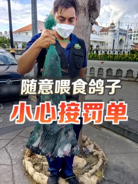 檳島管控鴿子數量 民眾隨意餵食可受罰