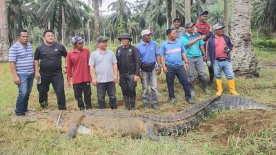 油棕園捕食牛隻  4米巨鱷被擊斃